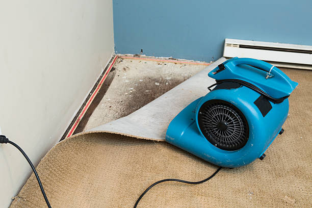 Best Basement water damage restoration  in Waldo, FL